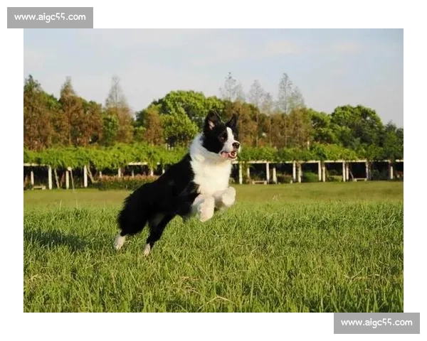 边牧赛场展现超凡智慧与敏捷,精彩瞬间不容错过 边牧赛场展现超凡智慧与敏捷,精彩瞬间不容错过